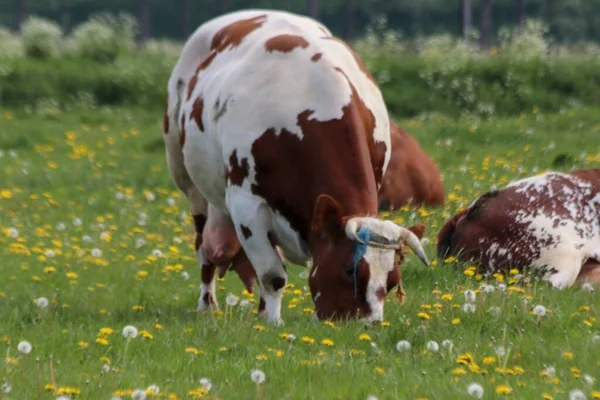Красные Черные Фризские Коровы Гольштейна Лугу Мурдрехте Нидерландах — стоковое фото