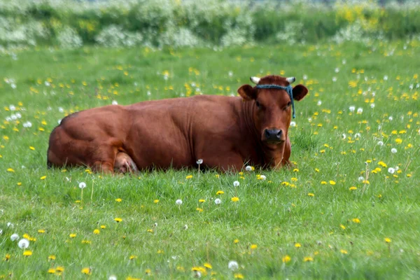 Vacas Frisianas Holstein Rojas Negras Prado Moordrecht Países Bajos —  Fotos de Stock