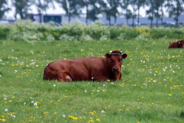 Vaches Frisonnes Holstein Rouges Noires Sur Une Prairie Moordrecht Aux — Photo