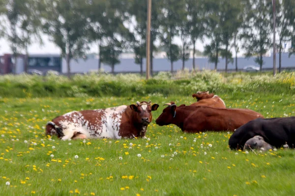 Röda Och Svarta Holstein Frisiska Kor Äng Moordrecht Nederländerna — Stockfoto