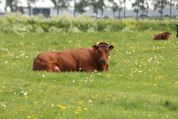 Vacas Frisianas Holstein Rojas Negras Prado Moordrecht Países Bajos —  Fotos de Stock