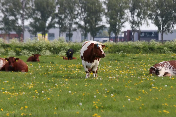 네덜란드 드레흐트 초원에 과검은 스타인 프리지아 — 스톡 사진
