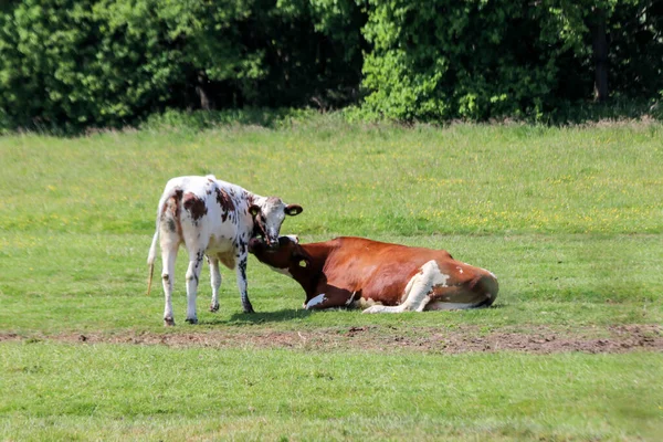 Vaches Frisonnes Holstein Rouges Noires Dans Une Prairie Nieuwerkerk Aan — Photo