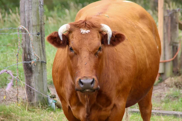 Vaches Frisonnes Holstein Rouges Noires Dans Une Prairie Nieuwerkerk Aan — Photo