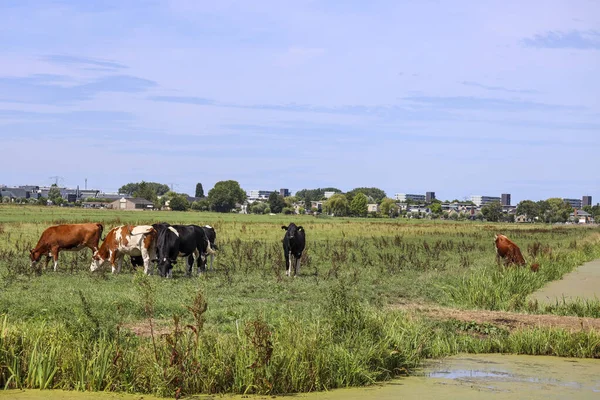 Rood Zwart Holstein Friese Koeien Een Weiland Nieuwerkerk Aan Den — Stockfoto