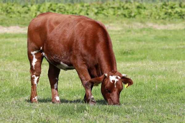 Czerwone Czarne Krowy Fryzyjskie Holsteina Łące Nieuwerkerk Aan Den Ijssel — Zdjęcie stockowe