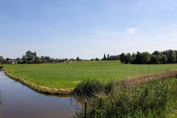 荷兰Zuidplaspolder南部的草原 — 图库照片