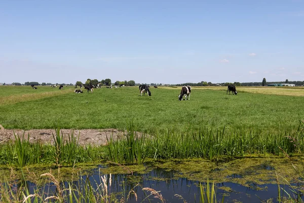 Vacas Frisia Holstein Prado Zuid Holland Los Países Bajos — Foto de Stock