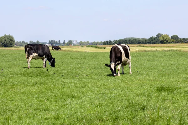 Friese Holstein Koeien Een Weiland Zuid Holland Nederland — Stockfoto