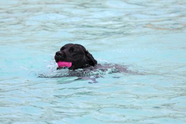 Hollanda, NIeuwerkerk aan den IJssel - 27 Ağustos 2023 - Açık hava yüzme sezonuna veda olarak, yüzmek ve süzülmek için Polderbad havuzuna köpeklere izin verilir