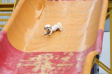 Hollanda, NIeuwerkerk aan den IJssel - 27 Ağustos 2023 - Açık hava yüzme sezonuna veda olarak, yüzmek ve süzülmek için Polderbad havuzuna köpeklere izin verilir