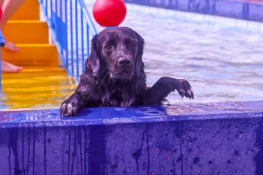 Hollanda, NIeuwerkerk aan den IJssel - 27 Ağustos 2023 - Açık hava yüzme sezonuna veda olarak, yüzmek ve süzülmek için Polderbad havuzuna köpeklere izin verilir