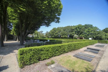 Hollanda 'nın Moerkapelle köyündeki eski Moerhage mezarlığındaki tarihi ağaçlar.