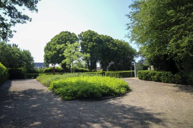 Hollanda 'nın Moerkapelle köyündeki eski Moerhage mezarlığındaki tarihi ağaçlar.