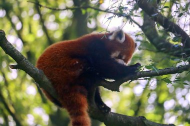 Kızıl panda Hollanda 'nın Rhenen kentindeki Ouwehands Hayvanat Bahçesi' nde tembelce uyuyor.