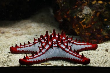 Hollanda Ren 'deki Ouwehands Hayvanat Bahçesi' nde bir su havzasında kırmızı denizyıldızı.