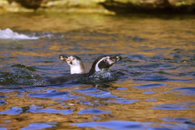 Rhenen Hollanda 'daki Ouwehands Hayvanat Bahçesi' nde bir su banyosunda pinkinler.