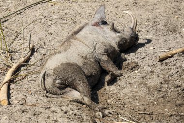 Hollanda 'nın Rhenen kentindeki Oudehand Hayvanat Bahçesindeki Yaban domuzu.