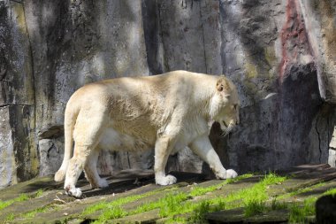 Bir erkek ve dişi beyaz aslan ahşap bir platformda yan yana yatar. Dişi beyaz aslan Hollanda 'da esnerken dişlerini gösteriyor.