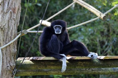 Hollanda 'nın Rhenen kentindeki Ouwehands Hayvanat Bahçesi' nde (Hylobbates lar lar)