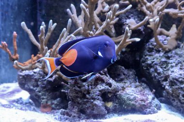 Rhenen Hollanda 'daki hayvan parkında akvaryumda yüzen mercan balıkları.