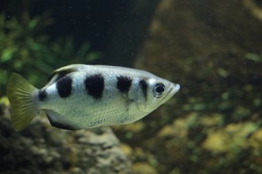 Hollanda, Ren 'de Ouwehand' de bir akvaryumda toksikotlar boşaltılıyor.