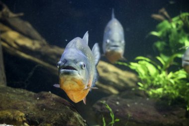 Hollanda 'nın Ouwehand kentindeki su havzasında kırmızı pirana (Pygocentrus nattereri)