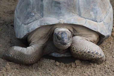 Hollanda, Ren 'deki Ouwehands Hayvanat Bahçesi' nin etrafındaki orman kaplumbağası.
