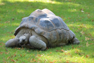 Hollanda, Ren 'deki Ouwehands Hayvanat Bahçesi' nin etrafındaki orman kaplumbağası.