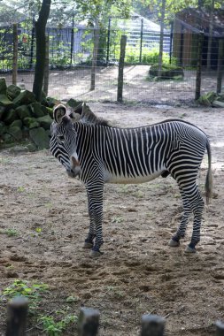 Chapman 'ın zebrası (Equus quagga chapmani) Rhenen' deki Ouwehands Hayvanat Bahçesinde