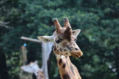 Rothschild zürafası ve Kordofan zürafası Hollanda, Ren 'deki Ouwehands Hayvanat Bahçesinde.