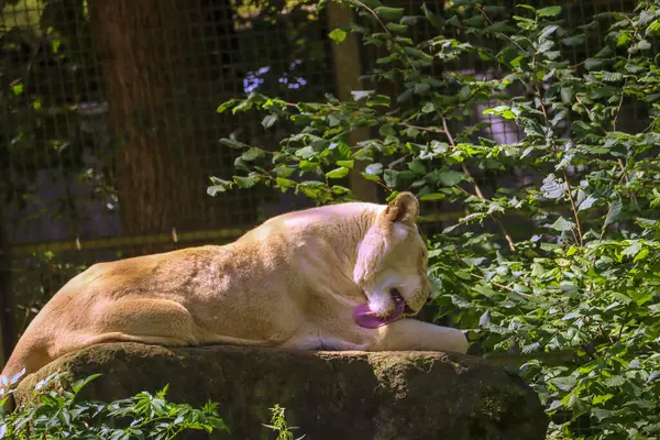 a male and female white lion lie side by side on a wooden platform. The female white lion is showing her teeth while yawning in Netherlands