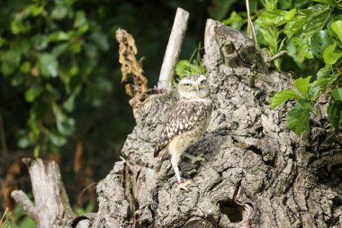 Yuvalanan baykuş (Athene cunicularia) Hollanda 'daki fotoğraf atölyesinde Shoco olarak da adlandırılır.