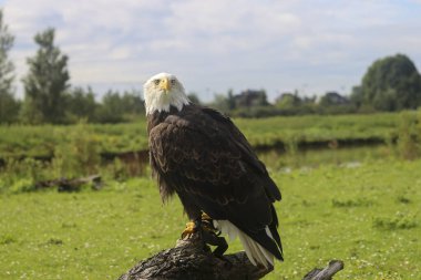 Hollanda 'daki bir fotoğraf atölyesinde kel bir kartalın başı.