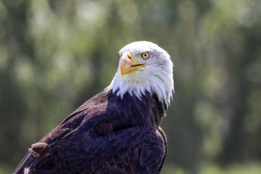 Hollanda 'daki bir fotoğraf atölyesinde kel bir kartalın başı.