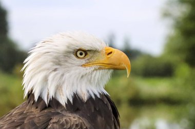 Hollanda 'daki bir fotoğraf atölyesinde kel bir kartalın başı.