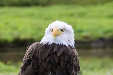 Hollanda 'daki bir fotoğraf atölyesinde kel bir kartalın başı.