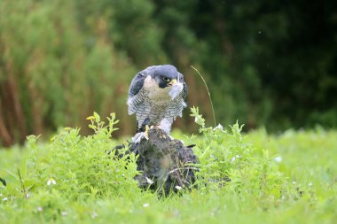 Peregrine Falcon Hollanda 'daki fotoğraf atölyesinde güvercin yiyor.