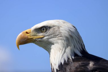 Hollanda 'daki Fotoğraf Atölyesi sırasında kel kartal yakın çekim