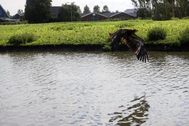 Genç bir kel kartal, Hollanda, Berkel 'de fotoshoot sırasında hendeğin üstünde avlanır.