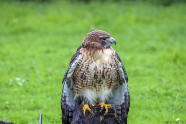 Hollanda 'da bir Raptor gösterisi sırasında Kızıl Kuyruklu Şahin (Buteo jamaicensis)