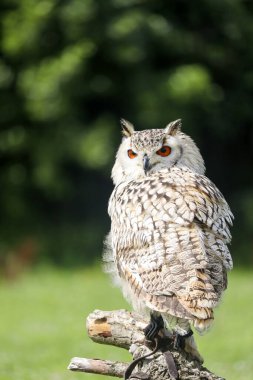 Hollanda 'da avlanan bir kuş sırasında Avrupa kartal baykuşu
