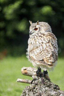 Hollanda 'da avlanan bir kuş sırasında Avrupa kartal baykuşu