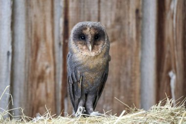 Hollanda 'daki Raptor çiftliğindeki bir süt kutusunda hamster yiyen baykuş.