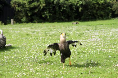 Photoshoot sırasında Meksika kartalı olarak da bilinen Caracara (Caracara plancus).