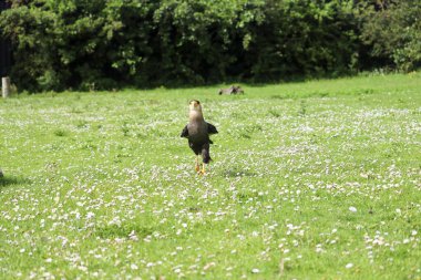 Photoshoot sırasında Meksika kartalı olarak da bilinen Caracara (Caracara plancus).