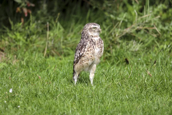 Yuvalanan baykuş (Athene cunicularia) Hollanda 'daki fotoğraf atölyesinde Shoco olarak da adlandırılır.