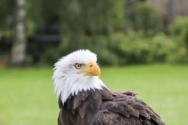 Head of a bald eagle during a photo workshop in the Netherlands