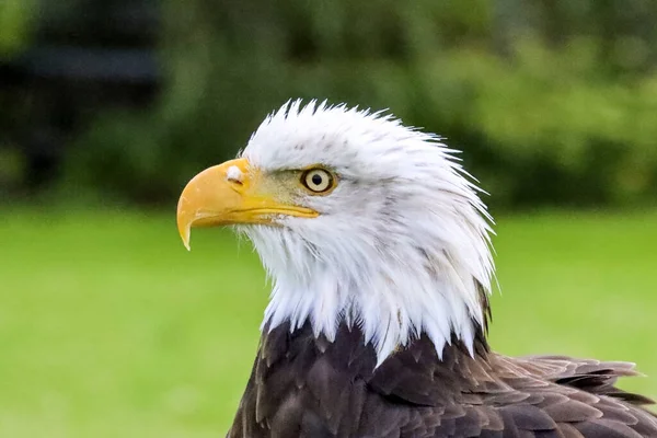 Head of a bald eagle during a photo workshop in the Netherlands
