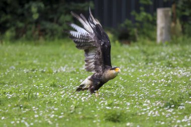 Photoshoot sırasında Meksika kartalı olarak da bilinen Caracara (Caracara plancus).